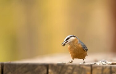 bird on the fence