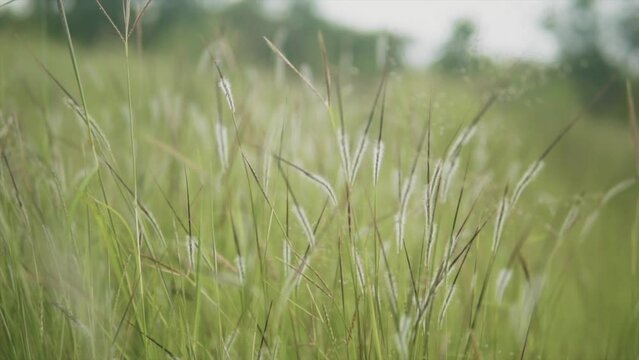 A close up shot of blades of natural Sewan Grass in a field, a native green grass of India that thrives in hot arid climates, India 