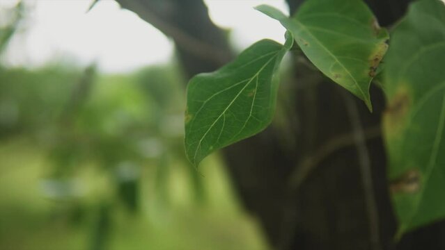 A close up macro shot of a green vibrant leaf from a tree in a field with distinct veins and venules on a beautiful day outdoors, India 