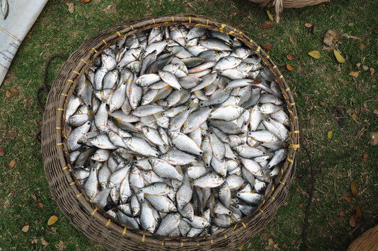 Pool barb, Puntius sophore  