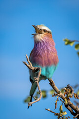 Lilac-breasted roller on twisted branch opening beak