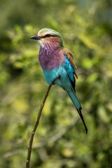 Lilac-breasted roller watches camera from thin branch