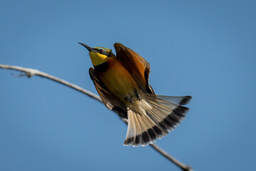 Little bee-eater tucks in wings passing branch
