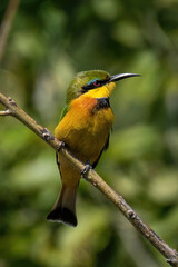 Little bee-eater on slanted branch facing right