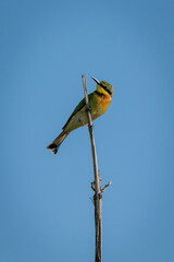 Little bee-eater with catchlight on bare branch