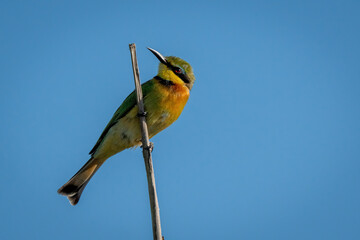 Little bee-eater on bare branch cocking head