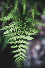 fern in the forest