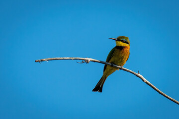Little bee-eater turning head on dead branch