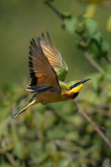 Little bee-eater with catchlight flies past bush
