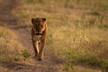 Lioness walks towards camera along dirt track