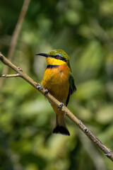 Little bee-eater on slanted branch facing left