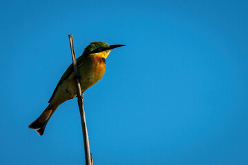Little bee-eater on bare branch facing right