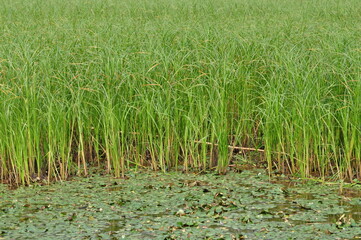 Aquatic vegetation in haor