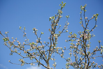 Blossoming branches of cherry on the background of a blue sky.