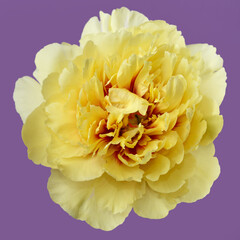 Bright yellow peony flower isolated on purple background.
