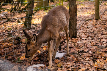 Ein wildes Reh auf Nahrungssuche im Herbst an einem Waldrand  © Tom