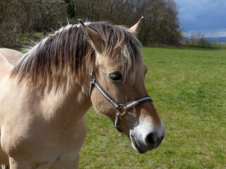cheval de trait beige brun avec sa belle crinière marron foncée dans un champ proche d'issoire dans le puy de dôme
