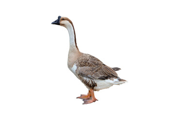 Duck standing isolated on transparent background.