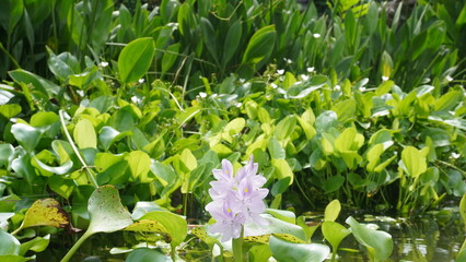 Obraz premium purple water hyacinth flower in pond with greenery on fountain background. parks and gardens