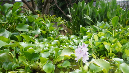purple water hyacinth flower in pond with greenery on fountain background. parks and gardens