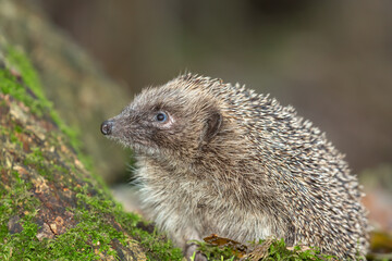 Hedgehog in woodland, wild, free roaming hedgehog, taken  from within a wildlife hide to monitor the health and population of this favourite but declining species