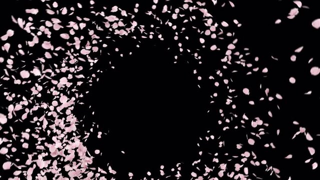 Cherry Blossom Petals Swirl Burst with alpha Channel. This work is cherry blossom petals burst on alpha place on footage or background.