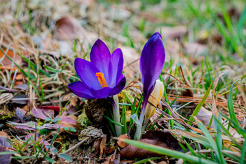 Ein lilafarbener Krokus durchbricht eine Wiese im Frühling.