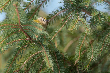 Among the fir branches, the Goldcrest female (Regulus regulus)