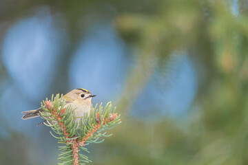 Perched on the top of fir tree, the smallest bird of Europe (Regulus regulus)