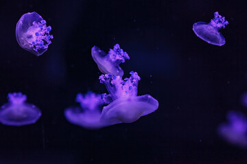 Naklejka na ściany i meble macro shooting under water mediterranean jellyfish