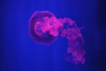 macro shooting under water chrysaora plocamia jellyfish