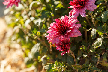 beautiful chrysanthemum flower bushes pink colors