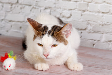 beautiful white cat lies with toys close-up