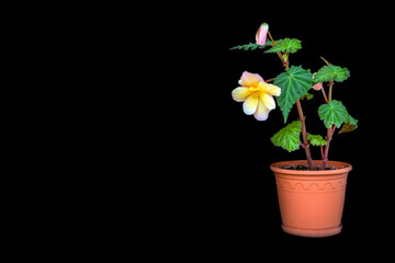 Naklejka na ściany i meble Delicate blooming tuberous begonia in a pot, isolate on a black background with copy space. Floriculture, hobby, home and garden flowers.