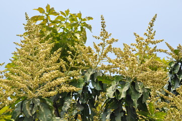Mango flower