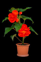 Gorgeous tuberous begonia flower, isolate on black background. Floriculture, hobby, home and garden flowers.