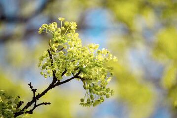 Blooming of maple tree