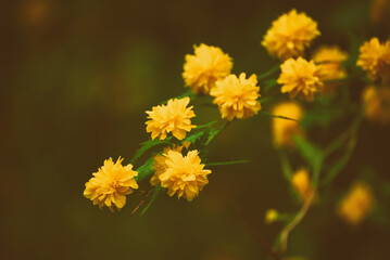 Summer yellow flowers