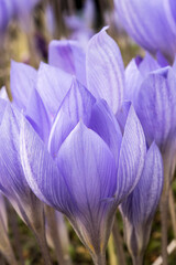 Crocus nudiflorus