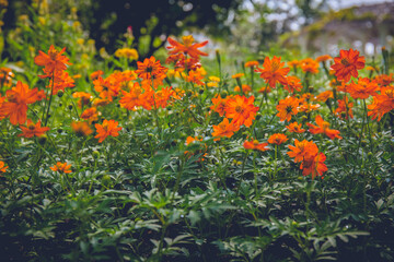 orange flower in the garden for background.
