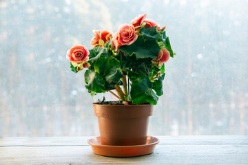 Blooming begonia elatior of the Borias variety. Floriculture, hobby, green home.