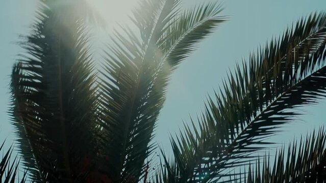 sun through date palm tree leaves . greens palm leaf