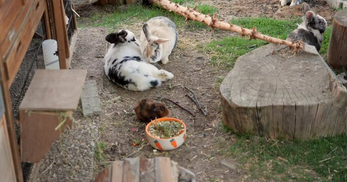 Hasen und Meerschweinchen 