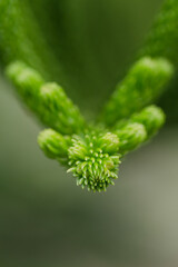 Green leaves background with copyspace. Nature concept for Green Energy earth saving. Image has shallow depth of field.