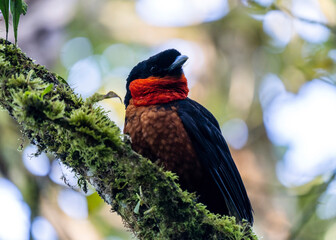 Red-ruffed fruitcrow, Pyroderus scutatus, in Colombia