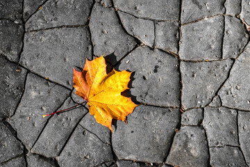 Yellow maple leaf on cracked road