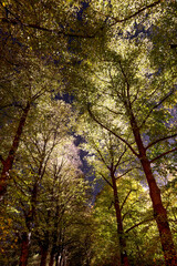 Abendspaziergang bei fasizinierender Lichtstimmung im Park, ist pure Erholung. Genieße die Ruhe und zauberhafte Lichtstimmung zwischen alten Bäumen und Sträuchern. Abschalten von der Hektik des Tages.