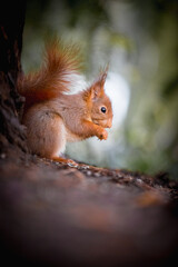 Red cute squirrel