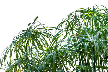 cyperus papyrus sur fond blanc 
