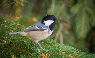 Coal tit, Periparus ater. A bird sits on spruce needles
